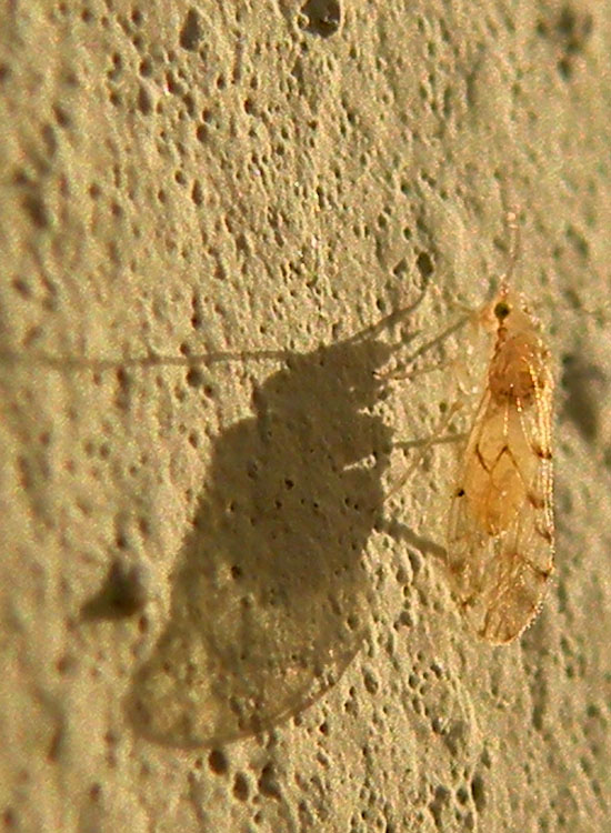 Trichoptera in giardino - No, Sympherobius pygmaeus